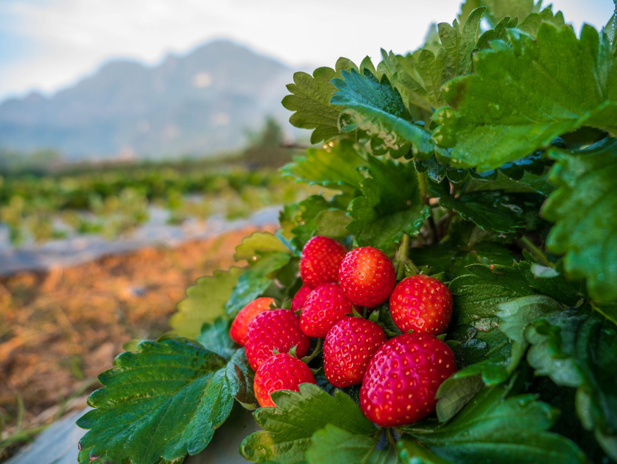 The Sweet Journey of Strawberry Farming